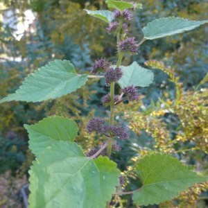 Mulberry Weed