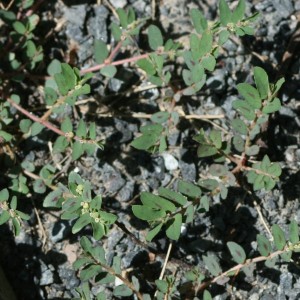 Spotted Spurge