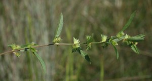 Three-seeded Mercury