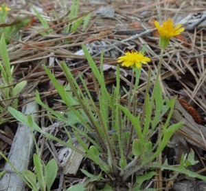 Dwarf dandelion