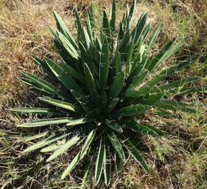 Common Yucca