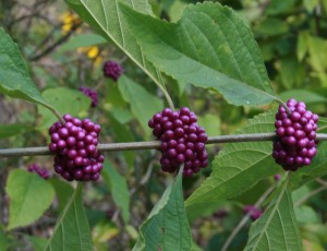 Beauty-berry