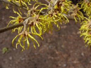 Witch Hazel