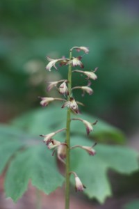 Putty-root Orchid PM