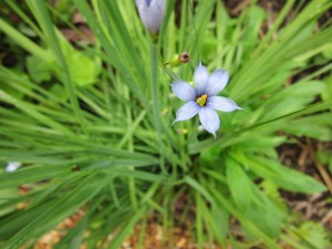 Blue-eyed grass