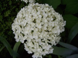 Wild Hydrangea 'Anne' PM