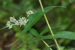 boneset