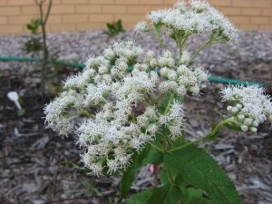 boneset_blms_byjan