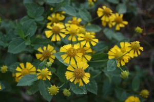 common-sneezeweed