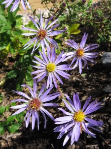 large-flowered-aster-jan-newton