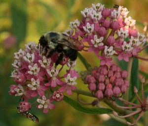 Swamp Milkweed