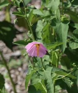 Seashore Mallow DP