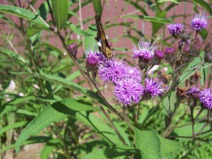 Vernonia Skipper (1)