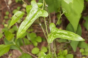 Saw Greenbrier Smilax bona-nox at York River State Park, VA