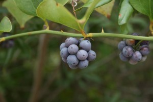 Smilax rotundifolia berries