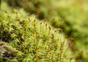 Apple moss from Helen Hamilton's boook Ferns & Mosses of Virginia's Coastal Plain resize