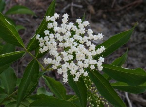 sambuscus canadensis helen wildflower