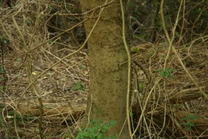 Hackberry Bark resized