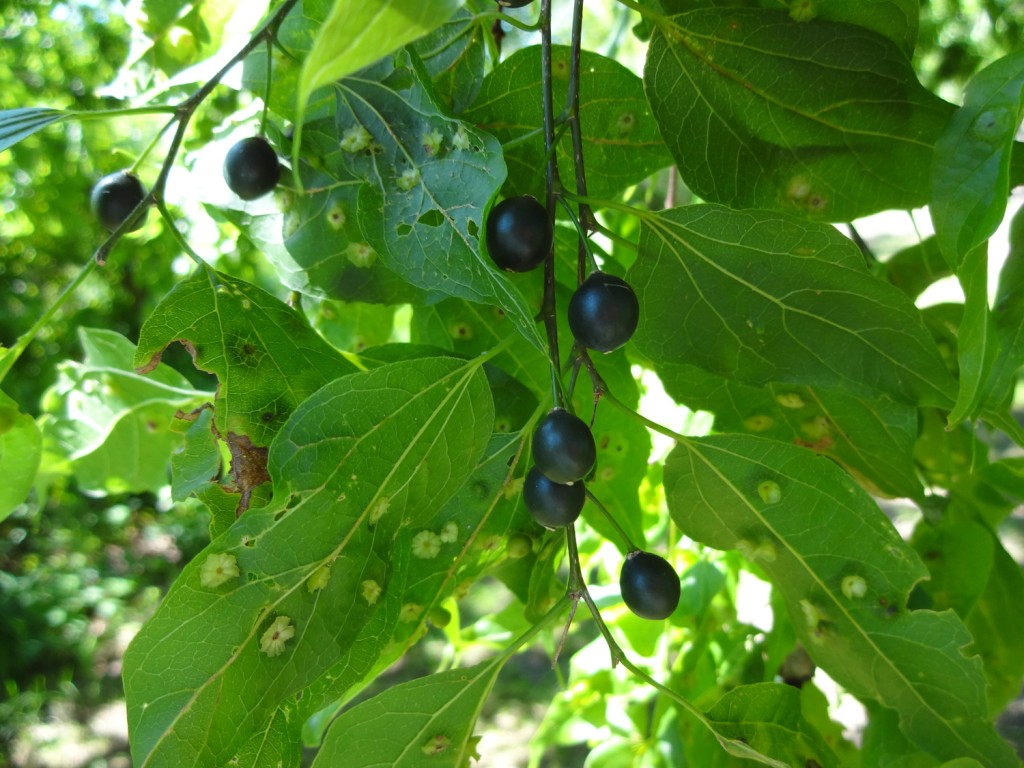 Common hackberry November 2018 Wildflower of the month John Clayton