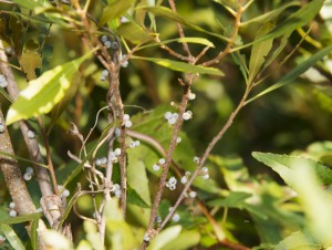 Wax Myrtle Morella cerifera on a Native Plant Society Walk at Little Creek Reservoir in James City, VA