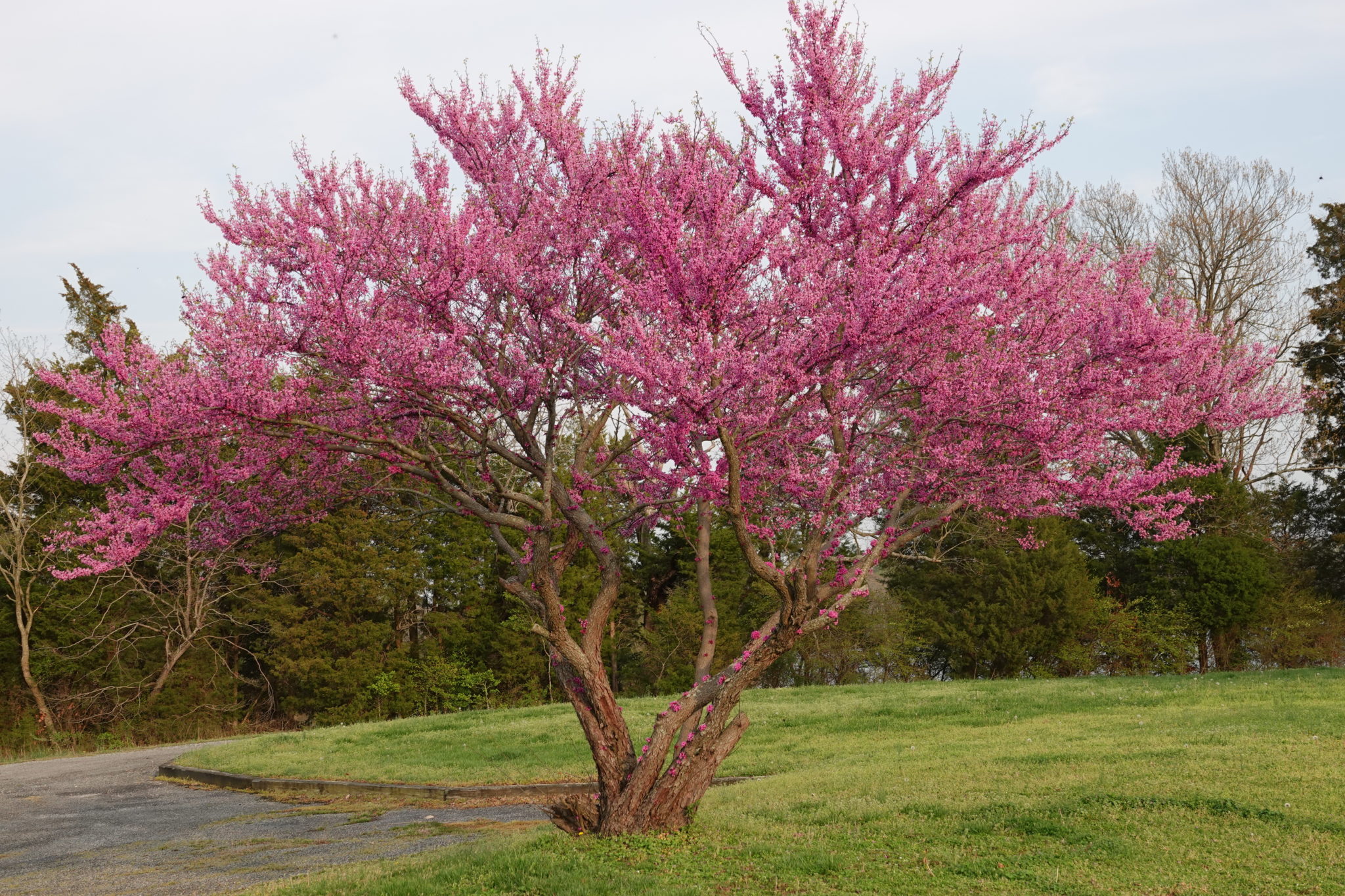 Redbud is Ready for Spring Virginia Native Plant Society