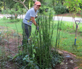 Laurie Houghland getting horsetail rush long-property-Laurie-Houghland-getting-horsetail-rush