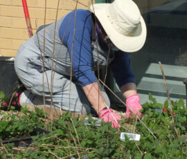 volunteer-weeding-stonehouse-potting-party