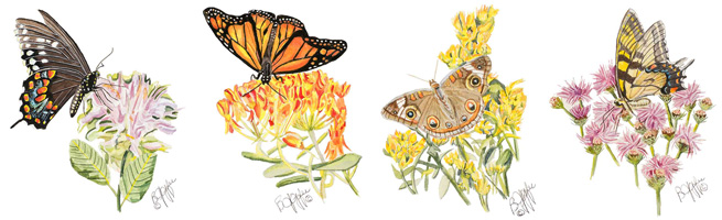 Butterflies with native plants