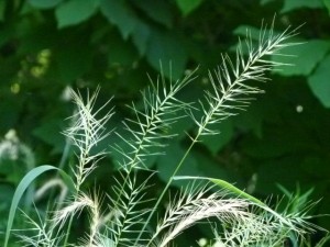 Elymus hystrix
