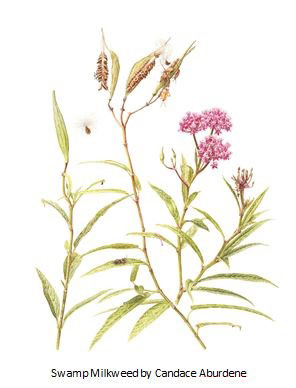 Milkweed