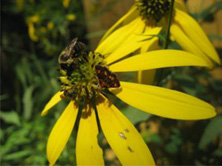 Bee and Flower