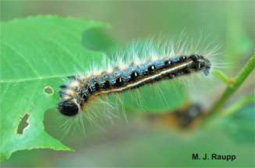 Caterpillar