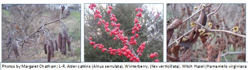 Alder