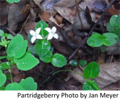 Partridge Berry