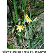 Star Grass