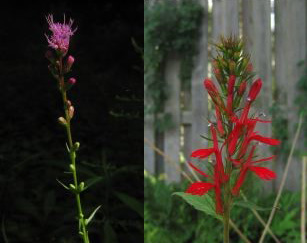 Trumpet creeper Definition & Meaning - Merriam-Webster