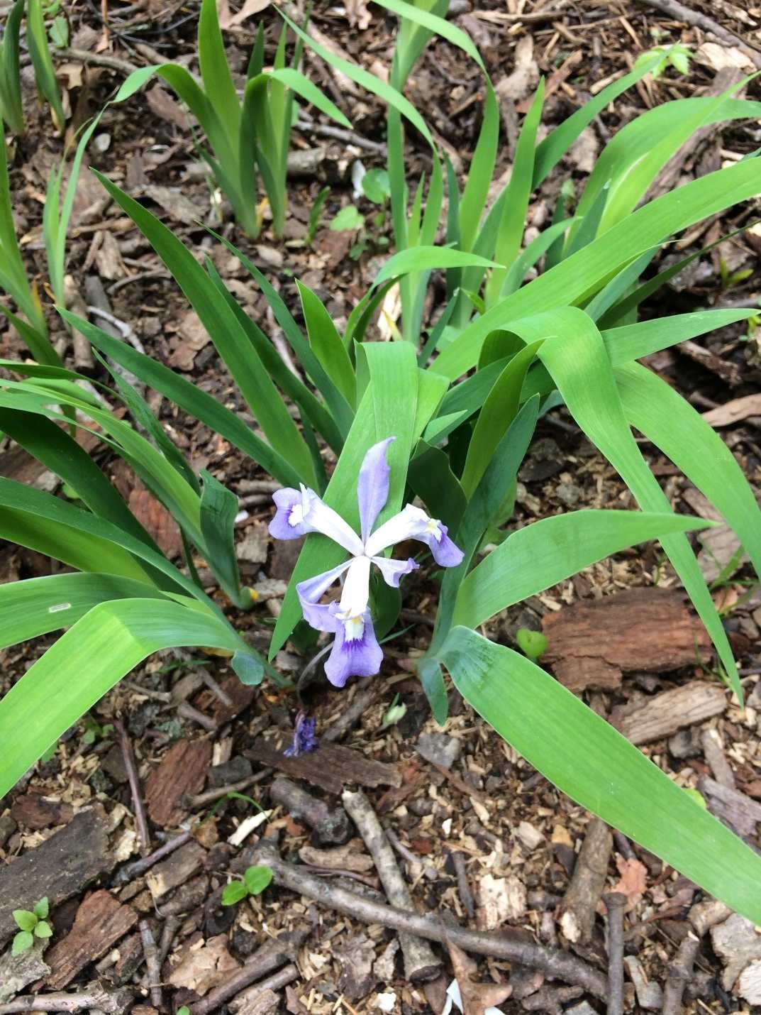 Notes from the Understory