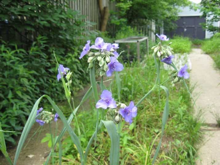 Notes from the Understory