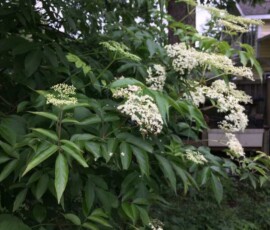 American elderberry (Sambucus Canadensis) American elderberry (Sambucus Canadensis)