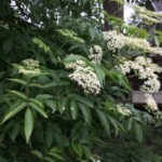 American elderberry (Sambucus Canadensis)