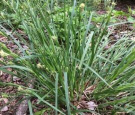 Blue sedge (Carex glaucodea Tuckerman ex Olney; C. flaccosperma, in part) Blue sedge (Carex glaucodea Tuckerman ex Olney; C. flaccosperma, in part)