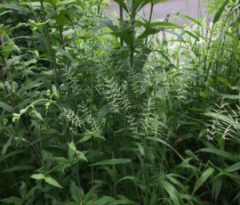 Bottlebrush grass (Elymus hystrix) Bottlebrush grass (Elymus hystrix)