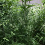 Bottlebrush grass (Elymus hystrix)