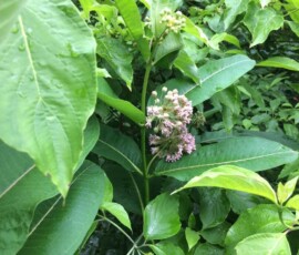 Common milkweed (Asclepias syriaca) Common milkweed (Asclepias syriaca)