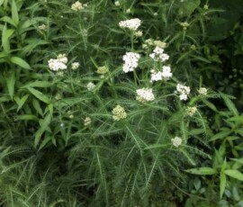 Common yarrow (Achillea millefolium) Common yarrow (Achillea millefolium)
