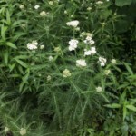 Common yarrow (Achillea millefolium)