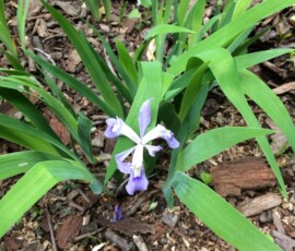 Crested iris (Iris cristata) Crested iris (Iris cristata)