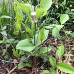 Curleyheads (Clematis ochroleuca)