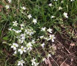 Field chickweed (Cerastium velutinum) Field chickweed (Cerastium velutinum)