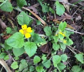 Green-and-gold (Chrysogonum virginianum) Green-and-gold (Chrysogonum virginianum)